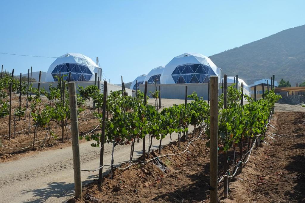 una fila di viti in un vigneto di Cúpulas Del Valle by Villa De La Rosa a Ensenada
