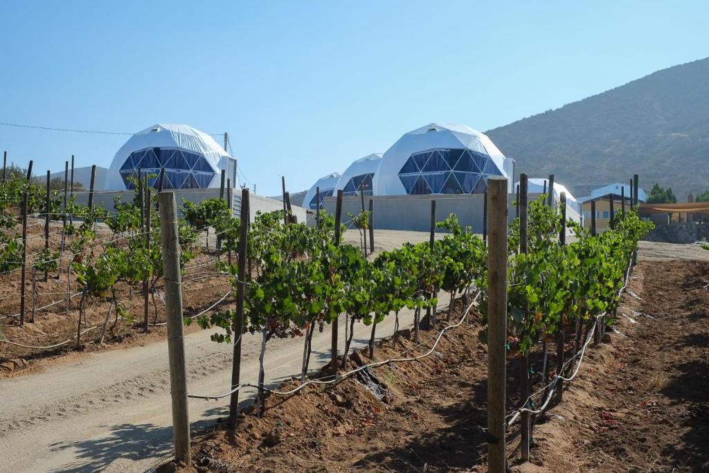 a row of grape vines in a vineyard at Cúpulas Del Valle by Villa De La Rosa in Ensenada