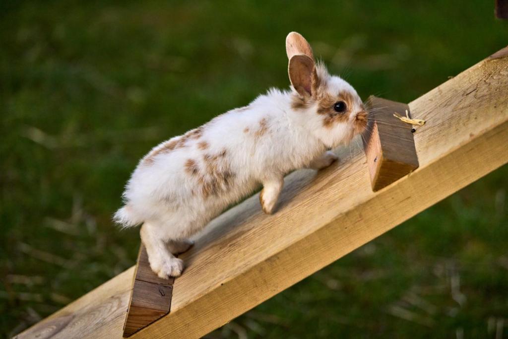 Domácí mazlíčci ubytovaní s hosty v ubytování Hesselgaard Glamping