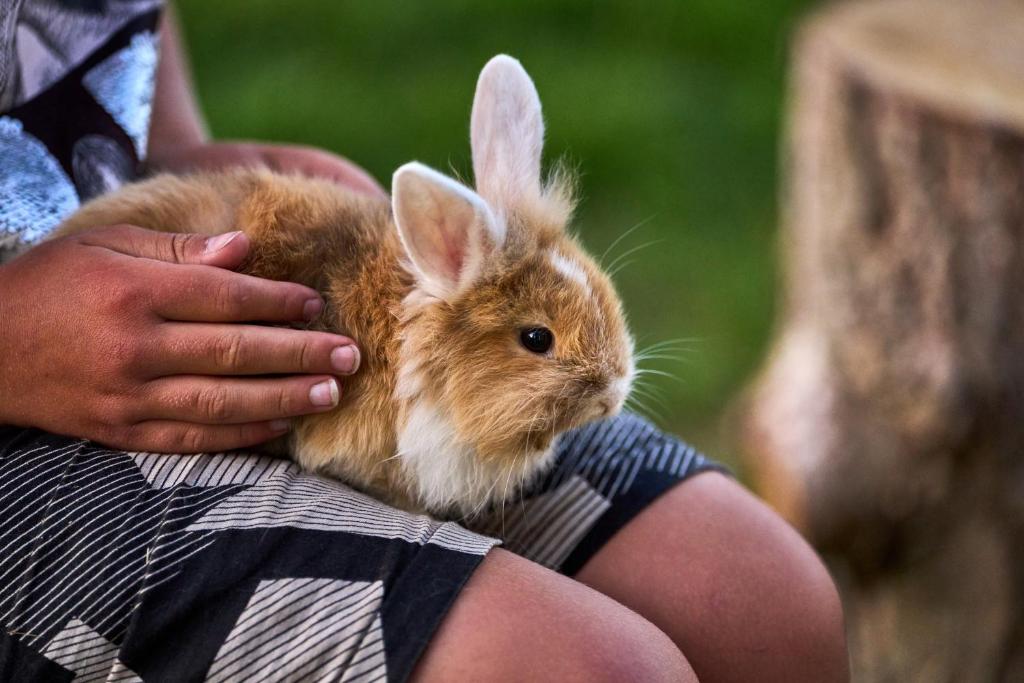Zvířata v luxury tent nebo okolí