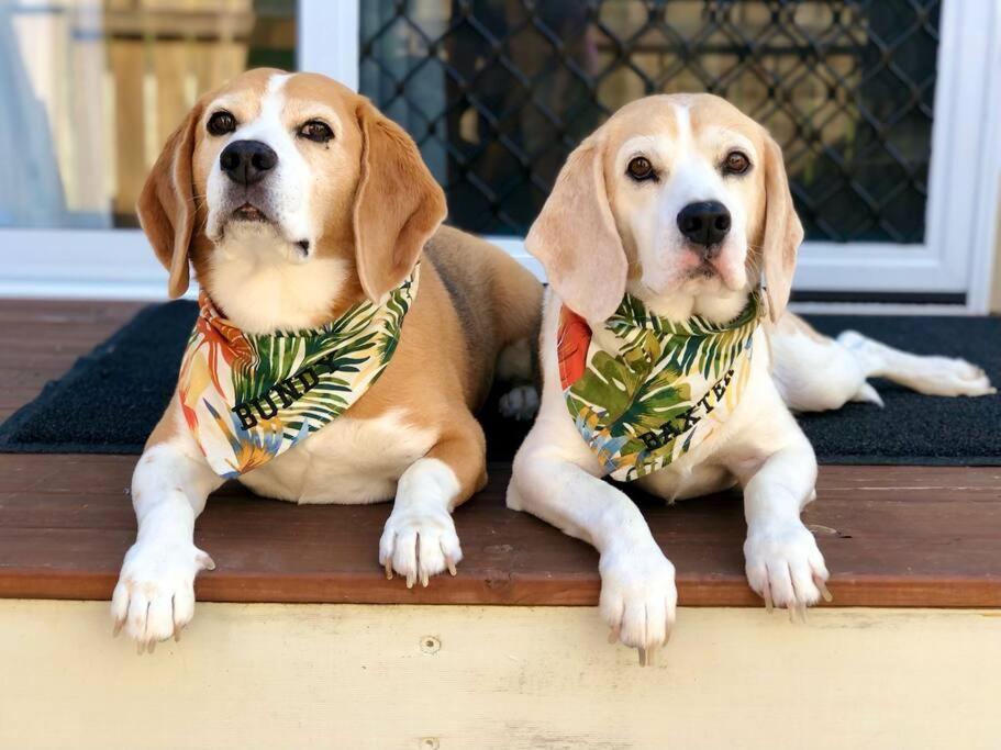 twee honden met bandana's op een stoep bij LOVELY PET FRIENDLY SELF CONTAINED HOLIDAY VILLA in Bongaree