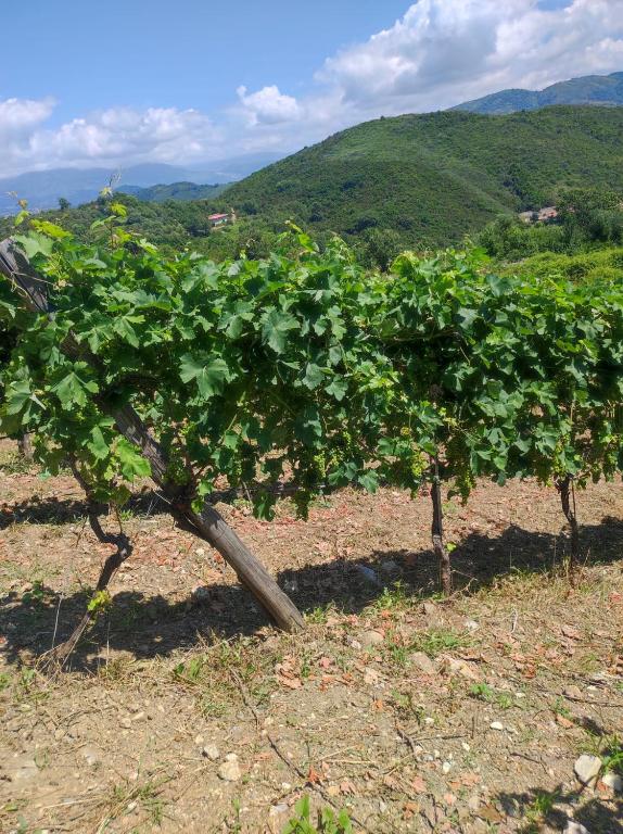 Tenuta del Bifan