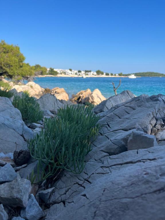 a bunch of plants on rocks near the water at BUQEZ ECO RESORT - Beach Villas 2 and 8 - Seaview, new wifi! in Drage