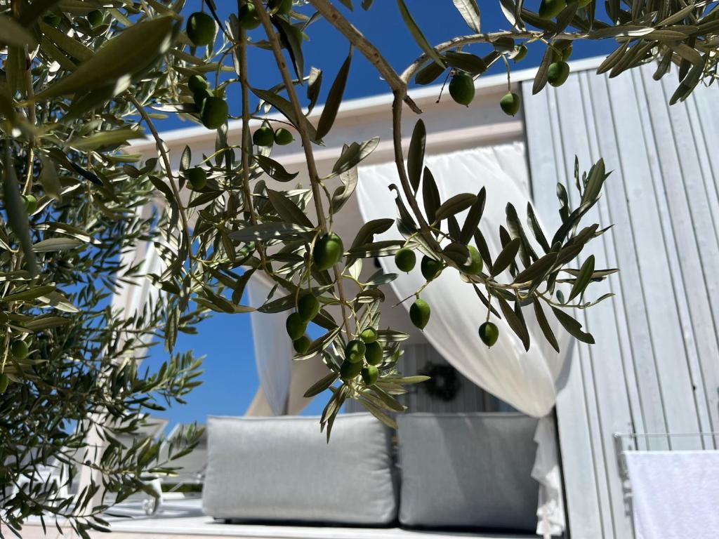 a tree with green olives on a window sill at BUQEZ ECO RESORT - Beach Villas 2 and 8 - Seaview, new wifi! in Drage