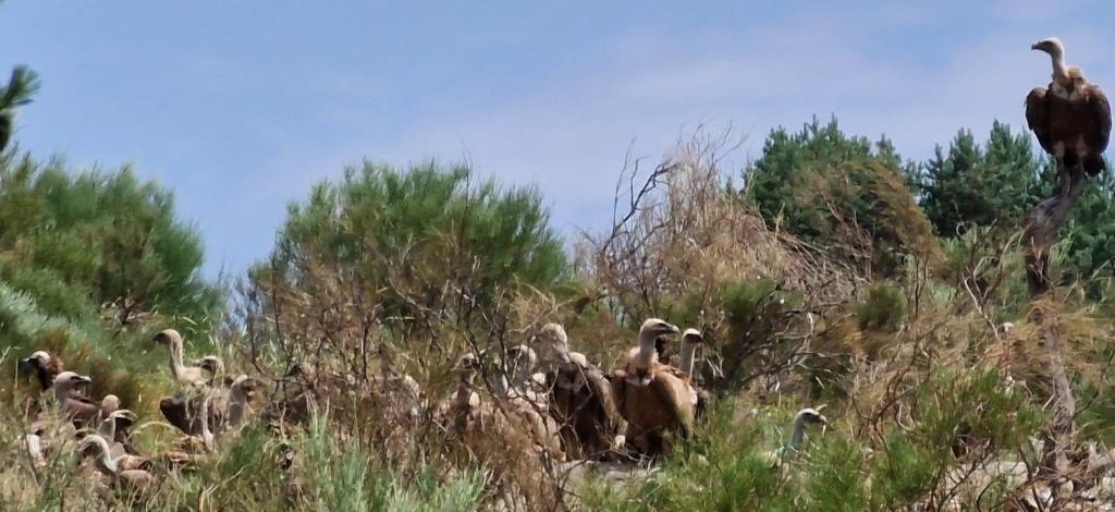 un grupo de aves de pie en la hierba en Casa Pepe, en Navarredonda de Gredos