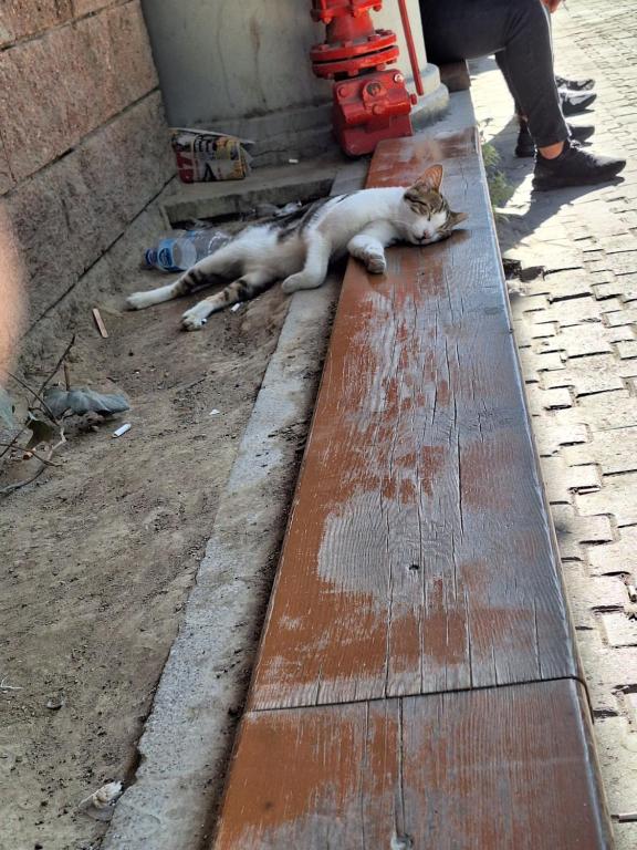 un gatto steso a terra su un marciapiede di don't book this a Konak