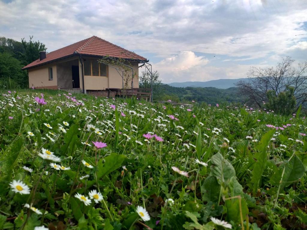 un champ de fleurs devant un bâtiment dans l'établissement Etno House Jakic, à Bajina Bašta