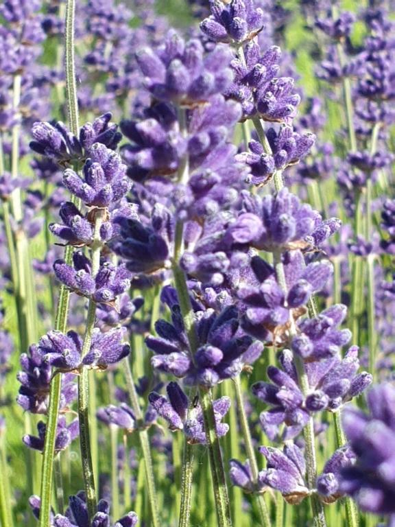Zahrada ubytování Lavender Row Farm