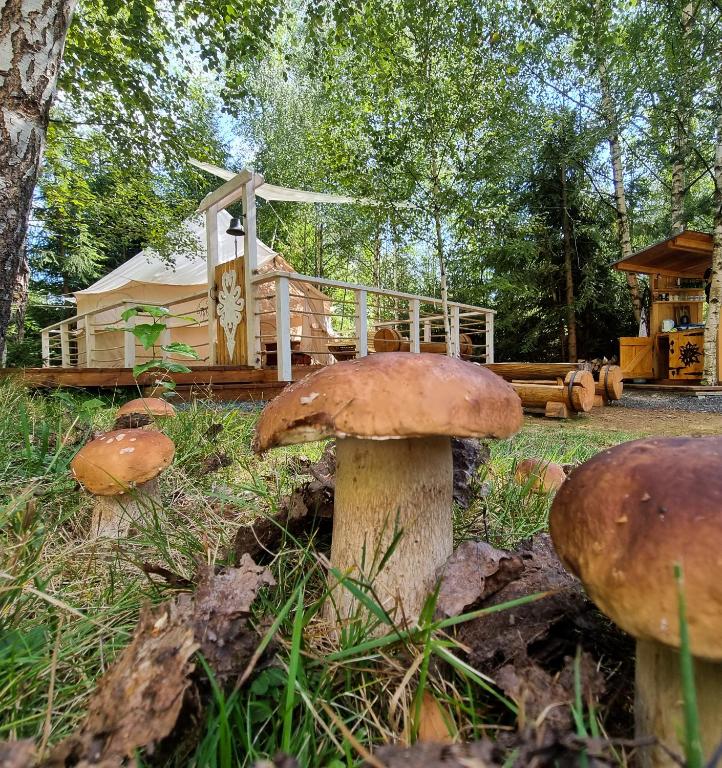 Zahrada ubytování Glamping Stola- Šepot kvetov