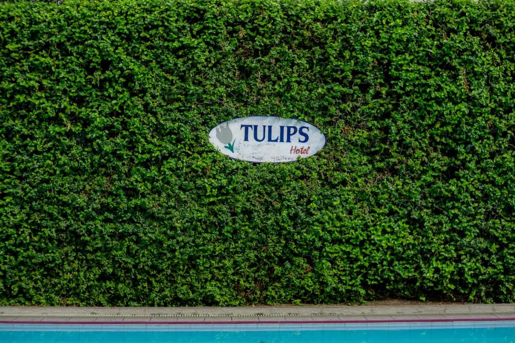 Κήπος έξω από το Hotel Tulips