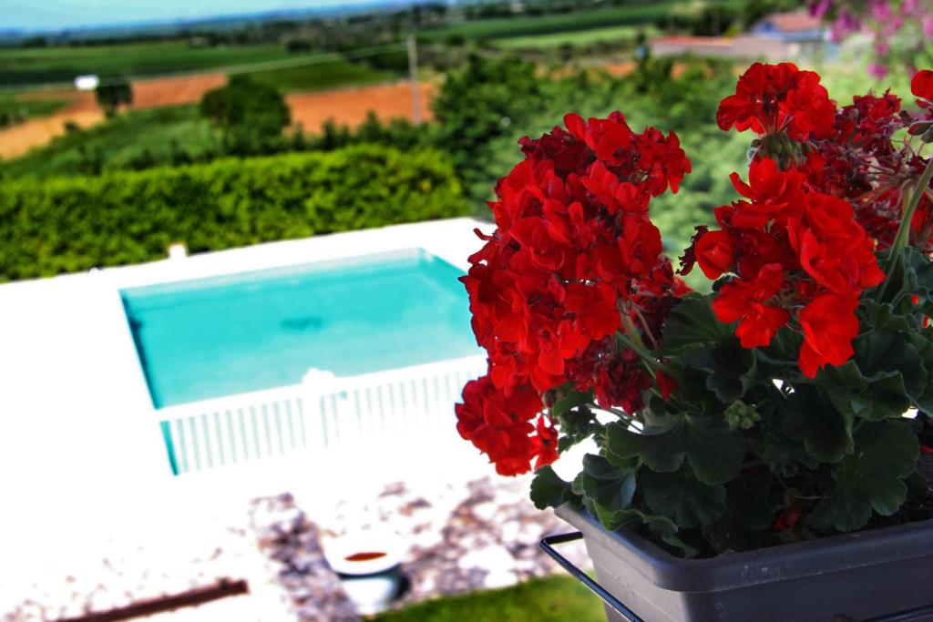 une plante en pot avec des fleurs rouges à côté d'une piscine dans l'établissement Miramurgia B&B, à Gravina in Puglia