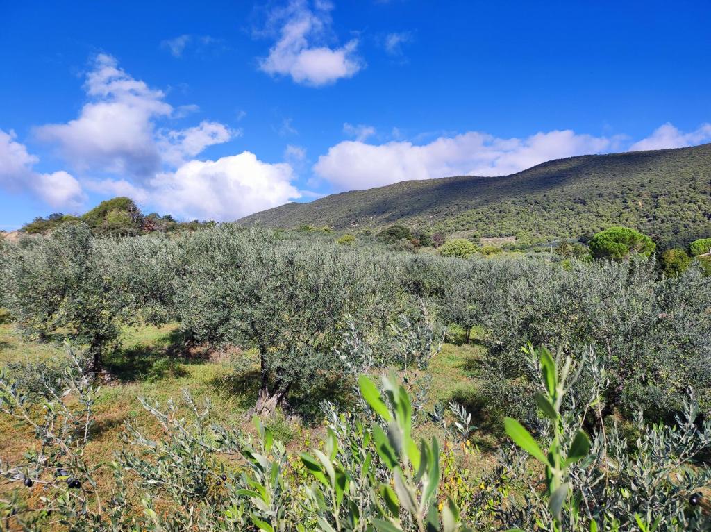 ein Feld von Olivenbäumen mit Bergen im Hintergrund in der Unterkunft Terre de Lumière 3 in Nyons