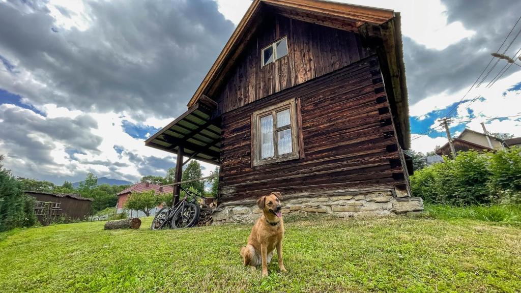 a dog standing in front of a wooden building at Drevenica JURsport Dúbrava in Dúbrava