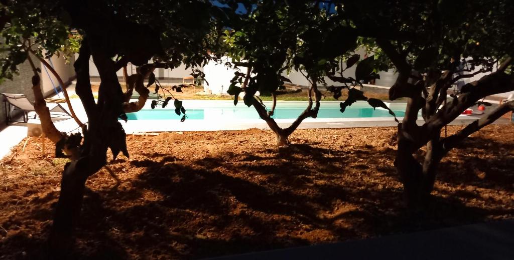 un gruppo di alberi di fronte a una piscina di Lemon Gold a Locogrande