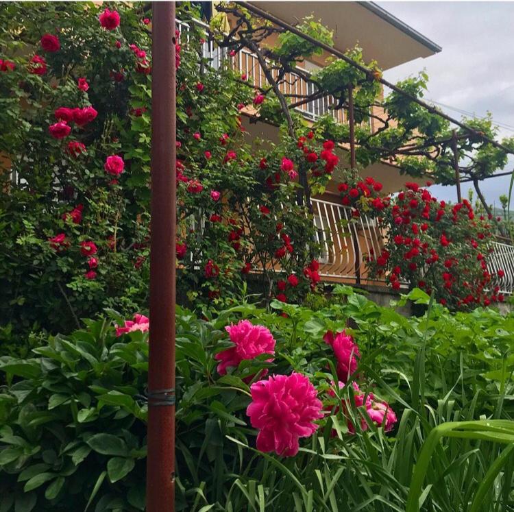 Κήπος έξω από το Apartman Perper 2 Trebinje