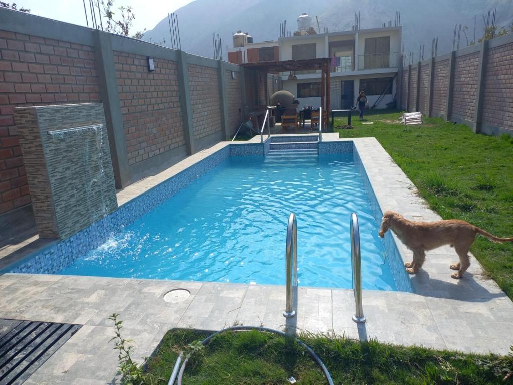un perro de pie junto a una piscina en Casa de Campo Las Tujas, en Lunahuaná