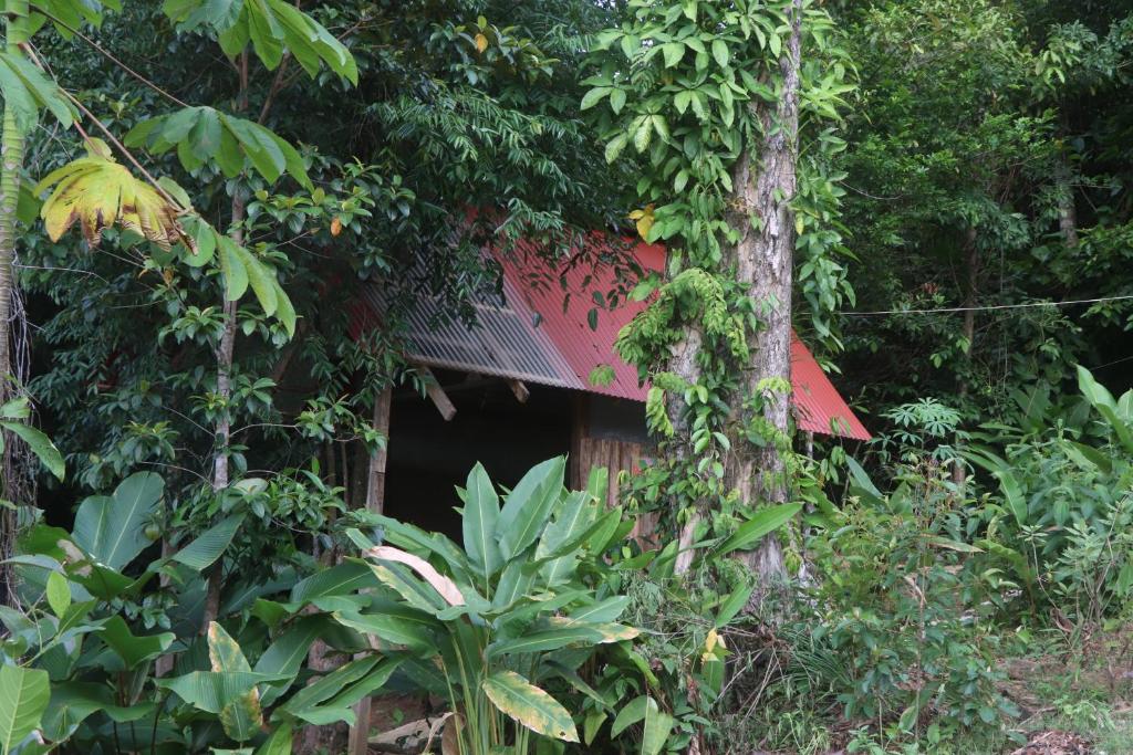 Zahrada ubytování Konsenda Bocas del Toro