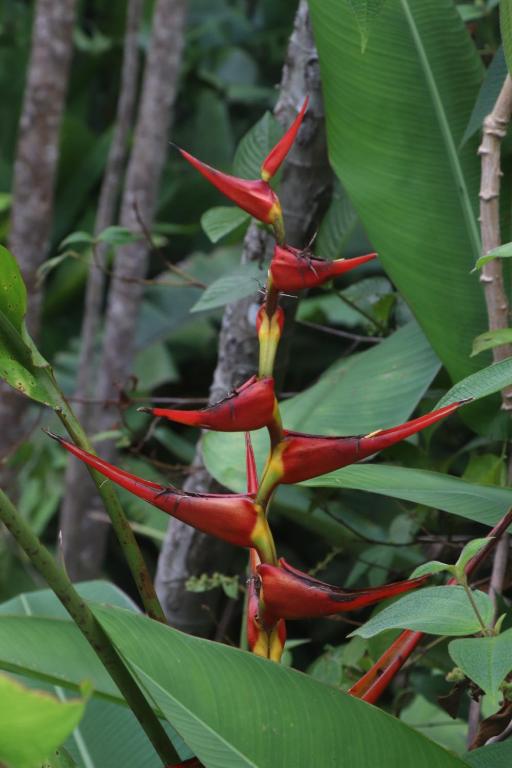 Zahrada ubytování Konsenda Bocas del Toro
