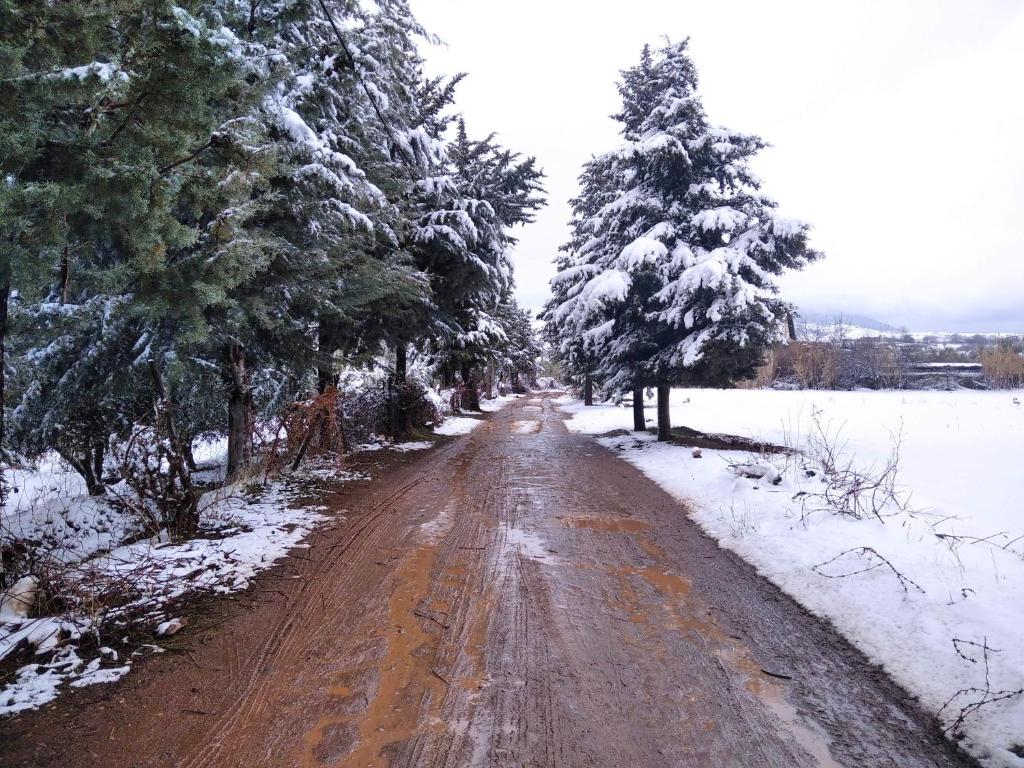 Un chemin de terre avec des arbres et de la neige dans l'établissement maison de paix, 