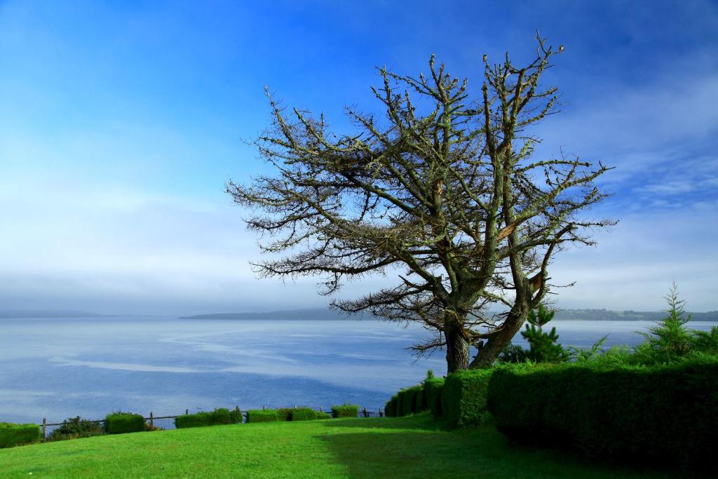 a tree sitting on top of a green field at Panamericana Hotel Ancud in Ancud