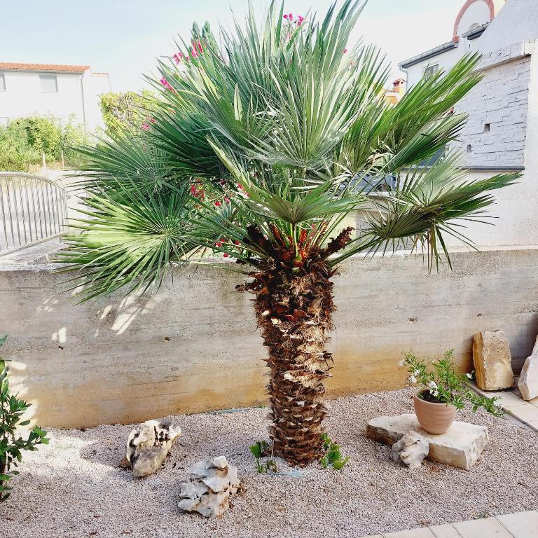 Zahrada ubytování Apartments Lavanda Vodice