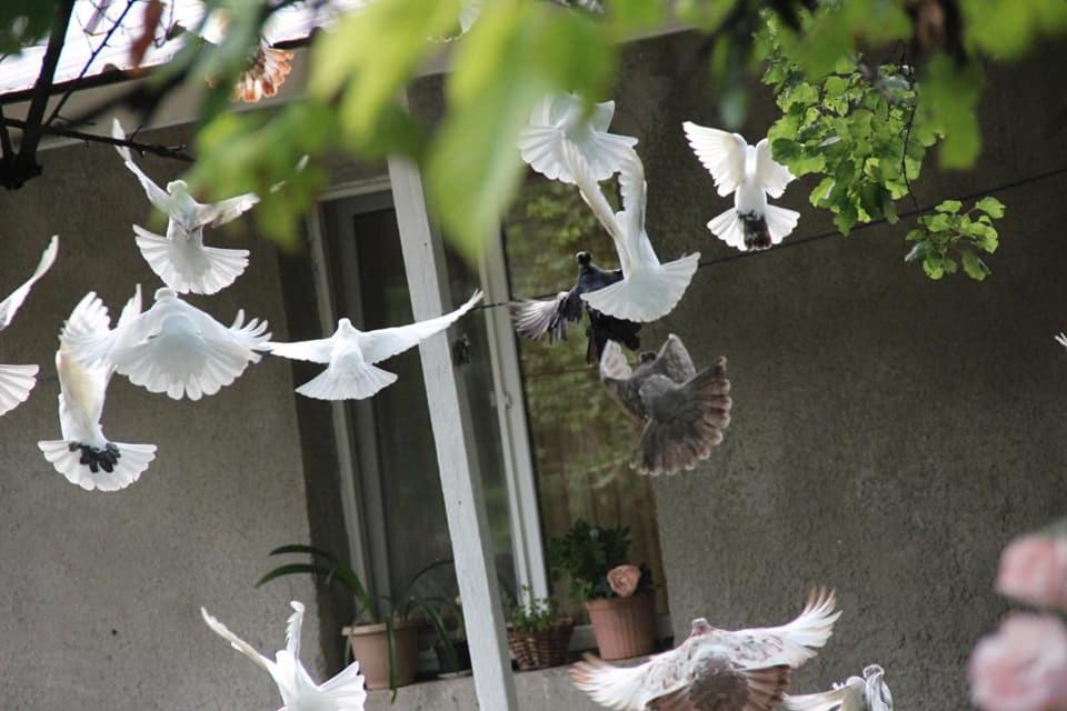 een zwerm witte vogels die in de lucht vliegen bij Hayk B&B (in Sanahin) in Alaverdi