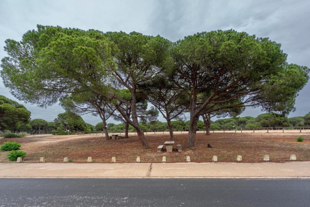 a park with trees and a bench in a field at Parador de Mazagón in Mazagón