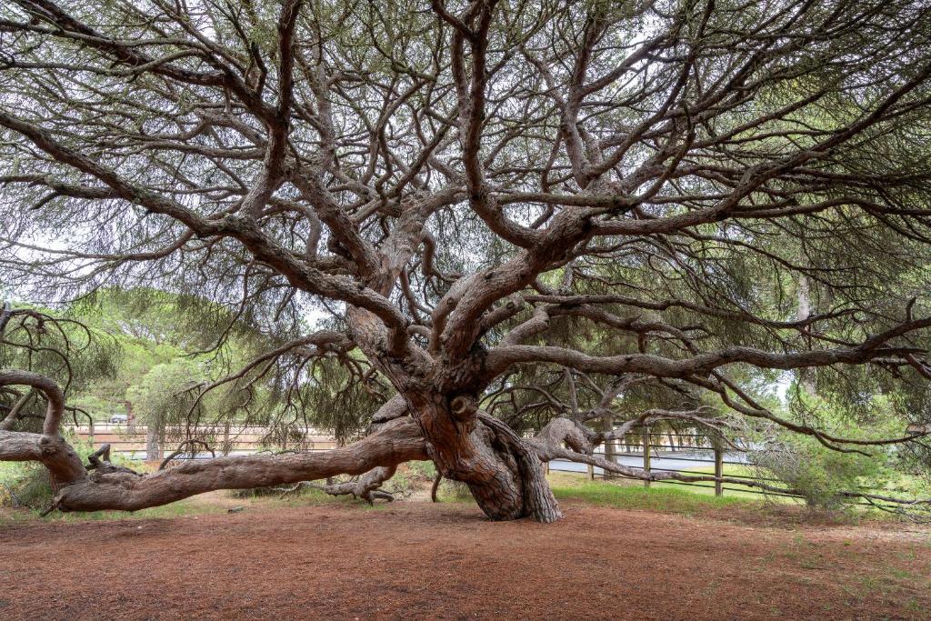 a large tree with many branches in a park at Parador de Mazagón in Mazagón