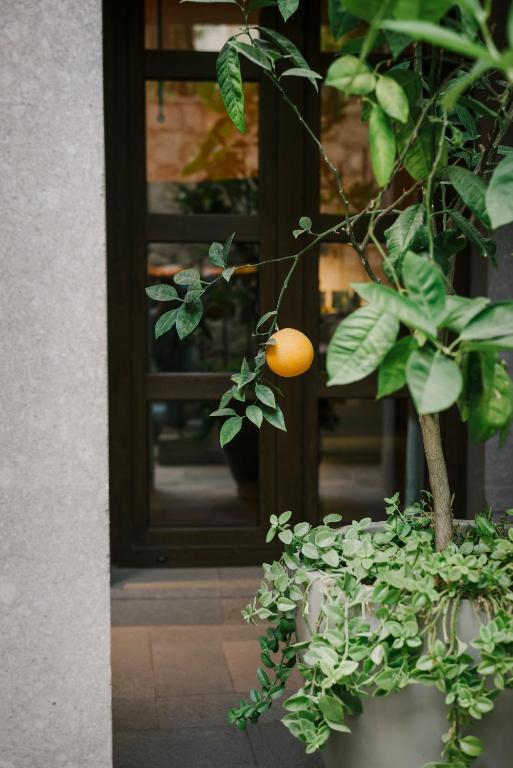 Zahrada ubytování Hotel Apapacho Boutique