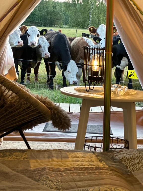 una manada de vacas en un campo detrás de una valla en FARM LIVING en Gottby