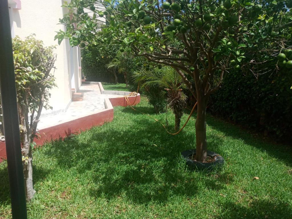 a small tree in a yard next to a house at location vacance sidi bouzid in Sidi Bouzid