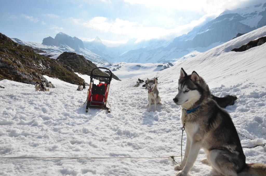 Domácí mazlíčci ubytovaní s hosty v ubytování Hüttenhotel Husky Lodge