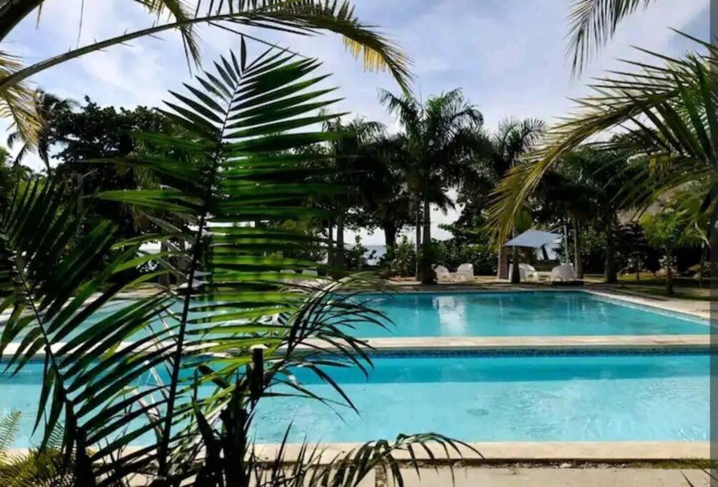 een zwembad met een palmboom ernaast bij Hermoso apartamento con acceso al club in Puerto Palenque
