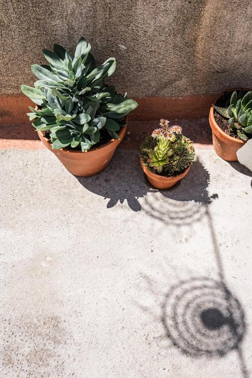 three potted plants sitting next to a wall at Maison Arthur in Aigues-Mortes