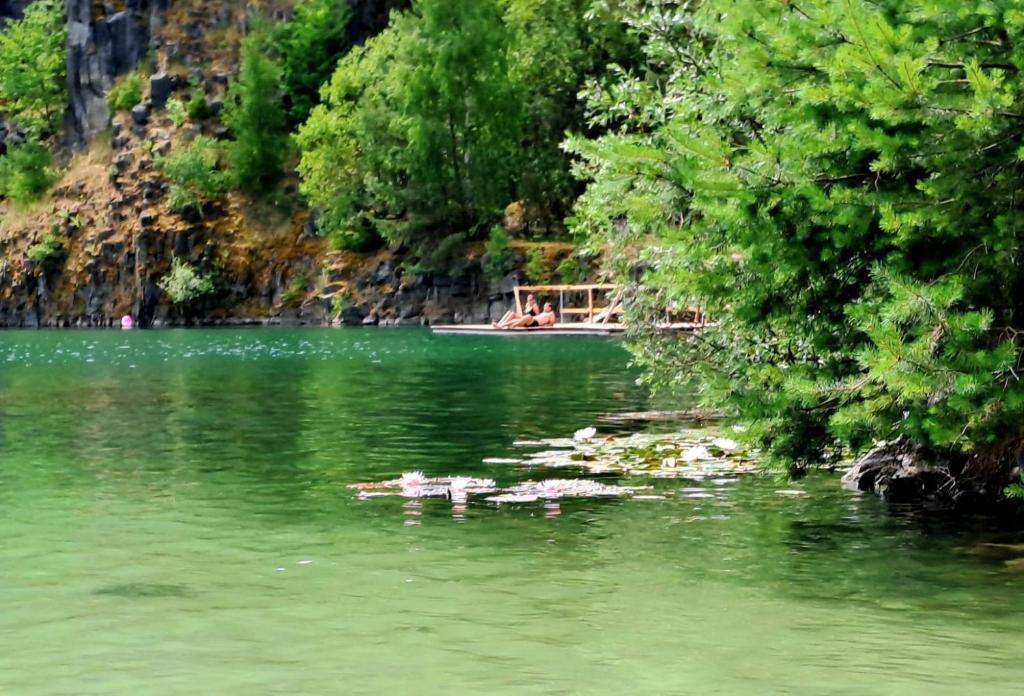 a group of ducks swimming in a lake at Penzion U jezera in Konstantinovy Lázně