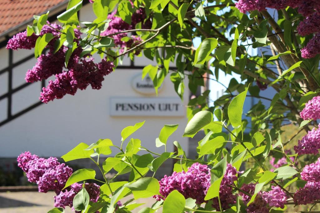 Zahrada ubytování Pension Ujut