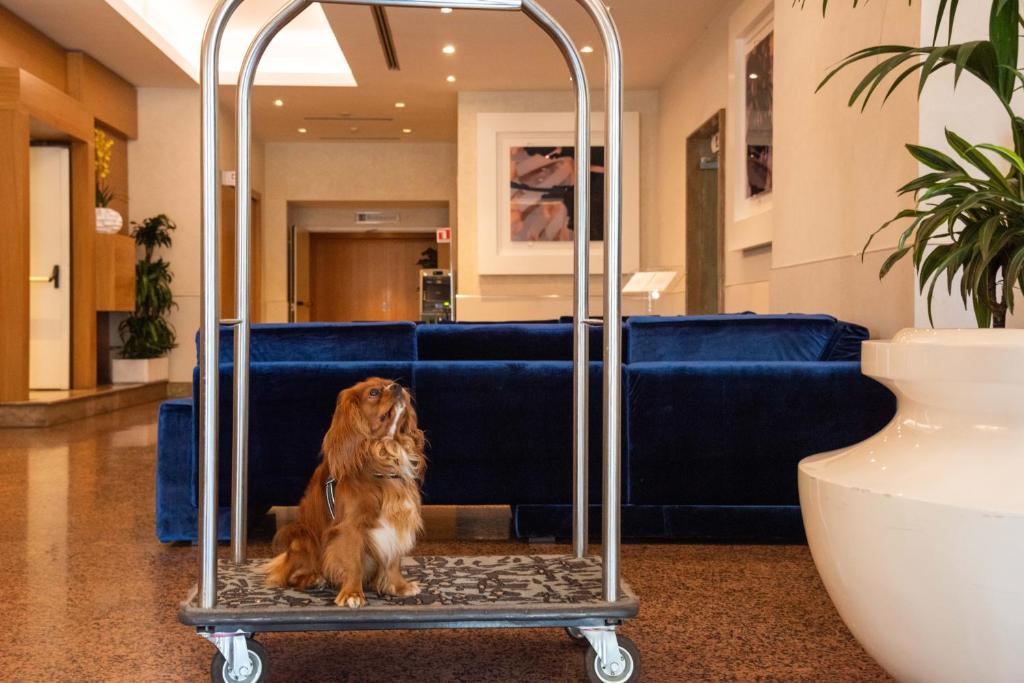 Zwierzęta zatrzymujące się w obiekcie Best Western Hotel President - Colosseo