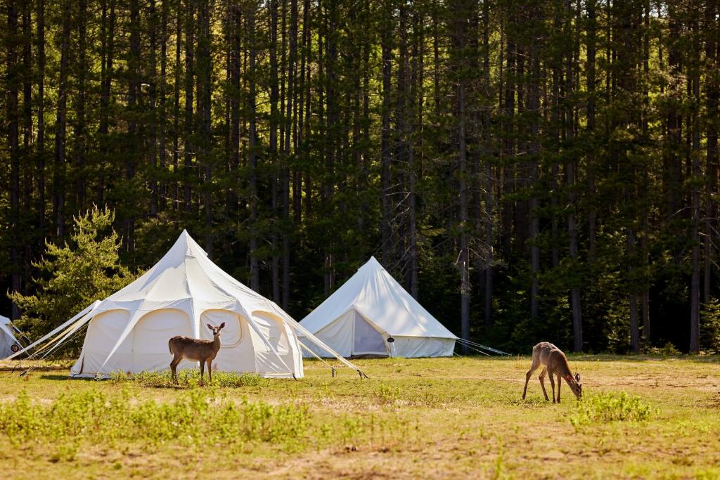 Zvířata v luxury tent nebo okolí