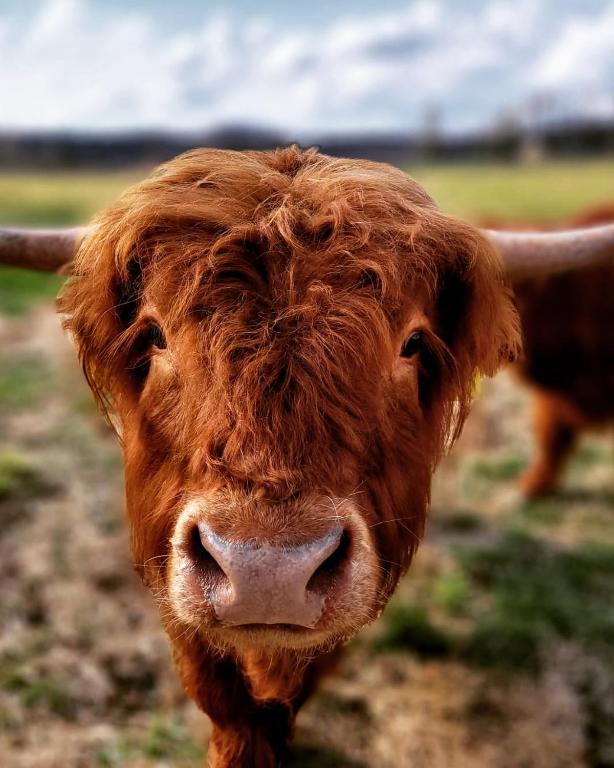 Zvieratá na farme alebo blízkom okolí