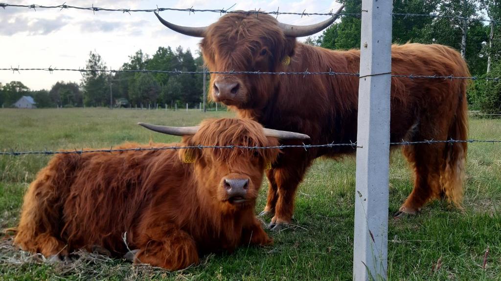 Zvieratá na farme alebo blízkom okolí