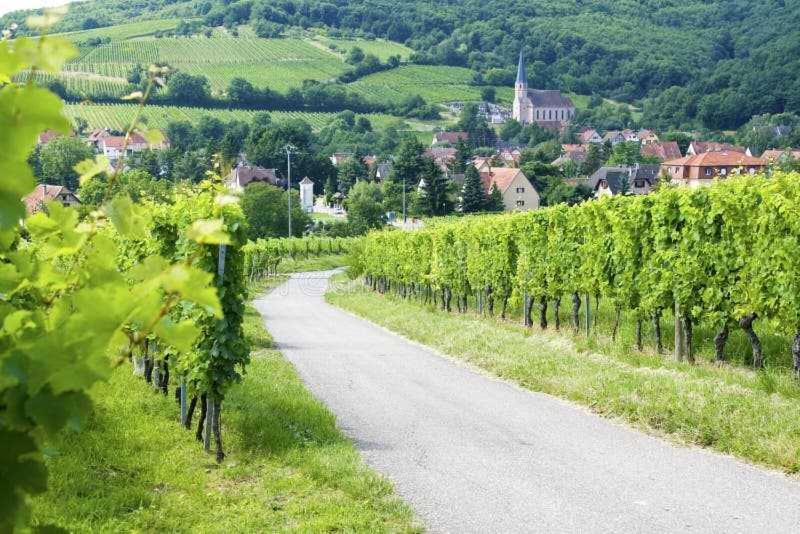 Appartement avec terrasse entre vignes, balades, Alsace – photo 25