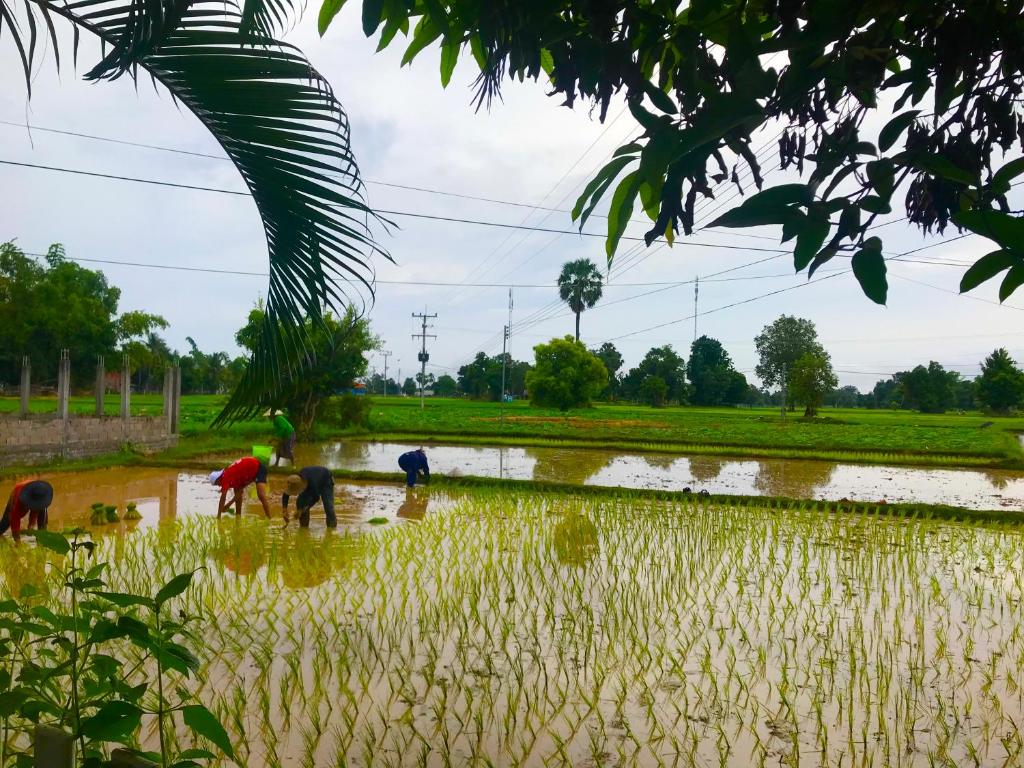 Muang Không的住宿－Nak hotels，一群在稻田里工作的人