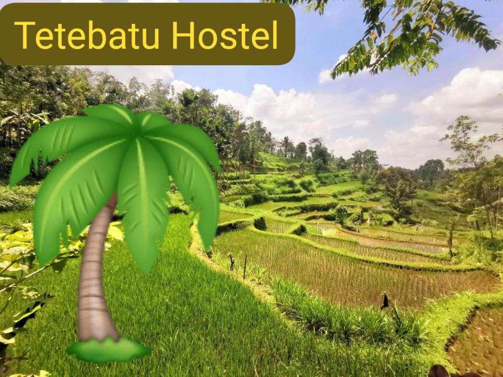 a palm tree in the middle of a field at Tetebatu Hostel in Tetebatu