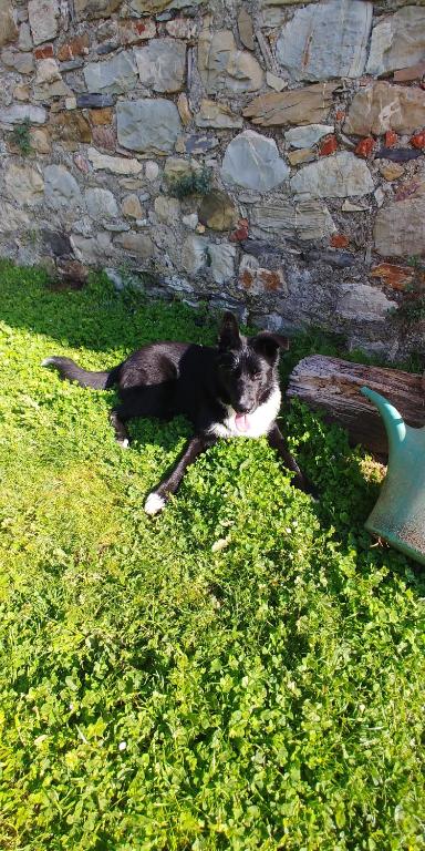un chien noir et blanc pondant dans l'herbe dans l'établissement Magrignano, à Montieri