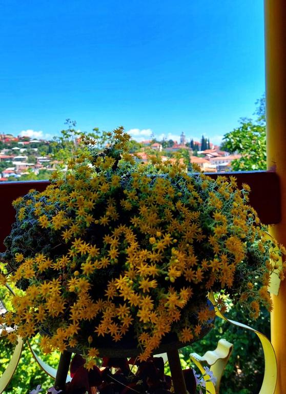 Zahrada ubytování Guesthouse ''Door'' in Sighnaghi