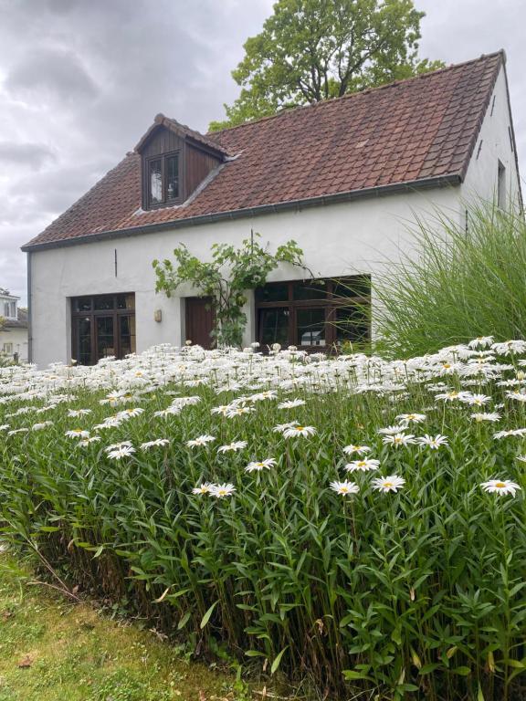 a field of white flowers in front of a white building at Perlefien in Zottegem