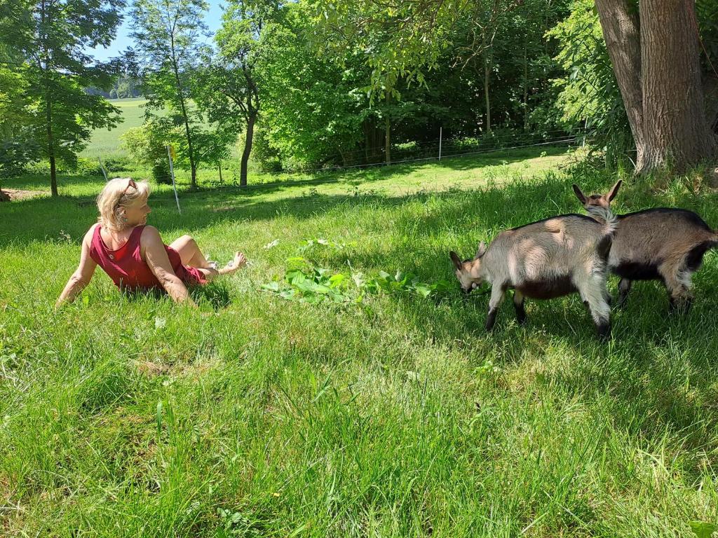 Zvířata v apartmánu nebo okolí