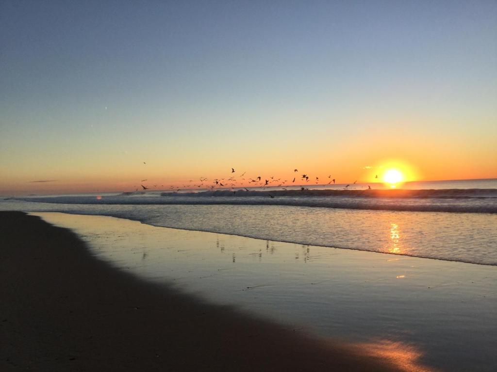 a flock of birds flying over a beach at sunset at Superbes appartements in Mimizan