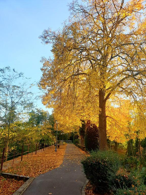 LE SCHMOUTZ: Charmant duplex entre Colmar et Mulhouse (1-4 pers) – photo 8