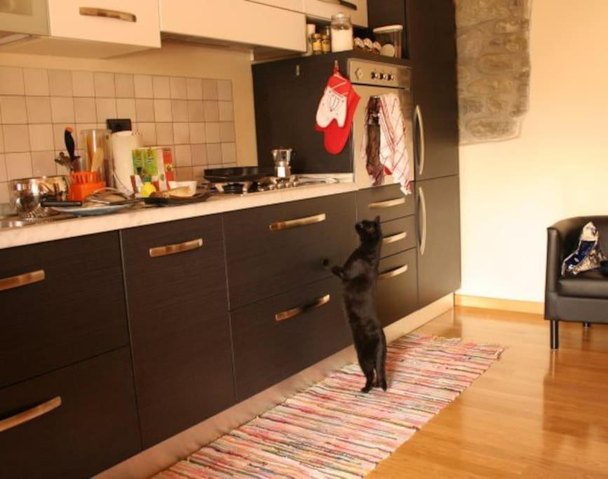 Eine schwarze Katze steht in der Küche mit Blick auf den Herd in der Unterkunft Appartamento tipico Toscano 4 posti letto a Rufina in Rufina